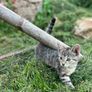 Playful Kittens Looking for Loving Homes Image 6