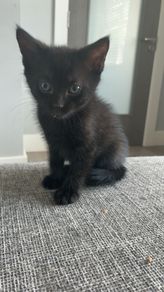 kitten