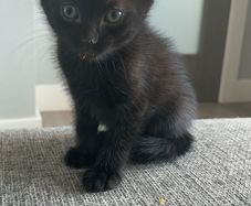 kitten