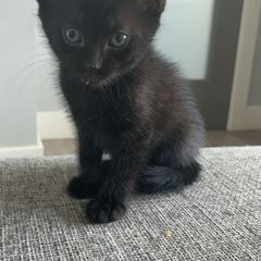 kitten