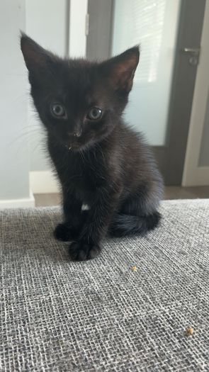 kitten