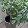schefflera plant Image 4