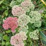 FREE Sedum 'Autumn Joy' - full stems, not tiny cuttings Image 2