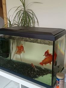 fishing tank