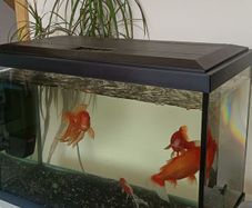 fishing tank