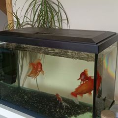 fishing tank