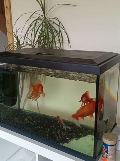 fishing tank