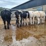Online Belgian blue sale Image 7