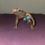 Papo Fantasy Werewolf Figure Image 2