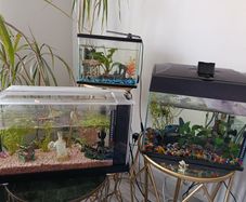 3 fish tanks ,