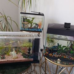 3 fish tanks ,