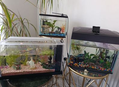 3 fish tanks ,