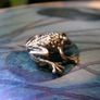 John Ditchfield Glasform Iridescent Lily Pad, Silver Frog, Signed with sticker Image 2