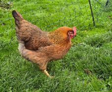 Pol pullets