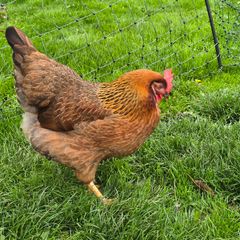 Pol pullets