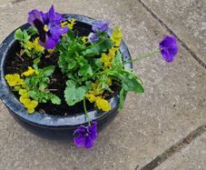flowers
