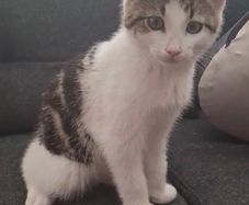 kitten