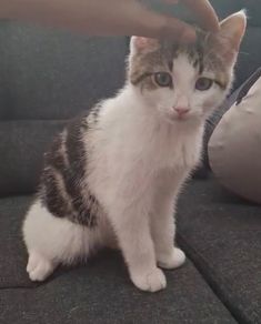 kitten