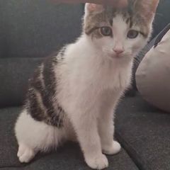 kitten