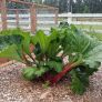 plants Image 2