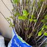 Bare root hedging and potted Hedging Image 5