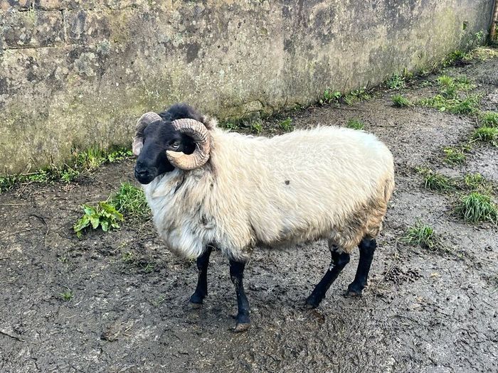 Mayo Blackfaced Ram