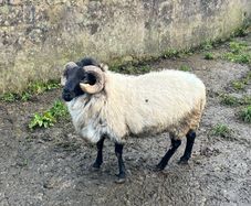 Mayo Blackfaced Ram