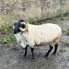 Mayo Blackfaced Ram