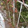 garden Image 3