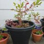 blueberry plants Image 3