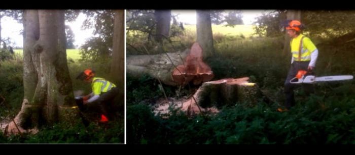 Free Tree Felling & Removal