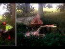 Free Tree Felling & Removal Image 3