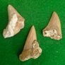 Set of 3 Fossil Shark Teeth in Natural Matrix Image 5