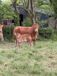 2 first calved limousine cows with ai bred calves