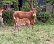 2 first calved limousine cows with ai bred calves