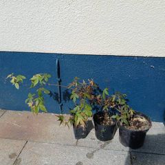 Japanese Maple