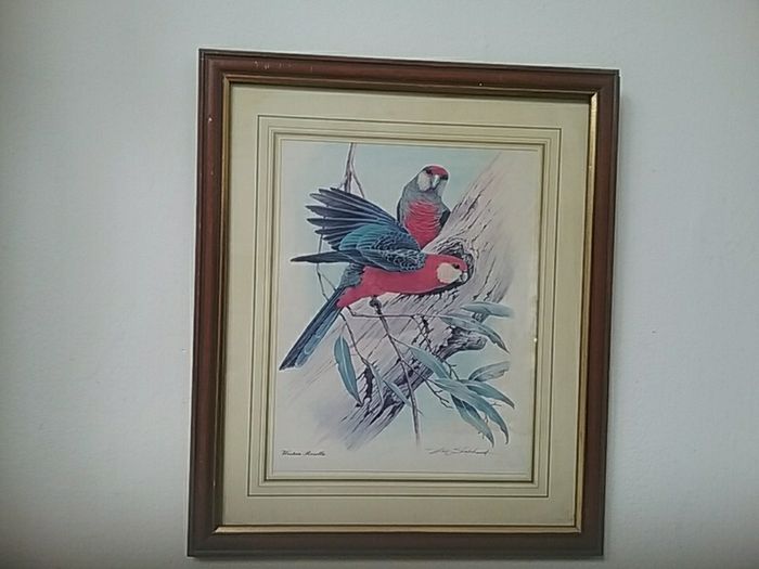Framed Print of Two Birds