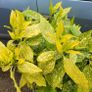 15 mature plants/shrubs Image 7