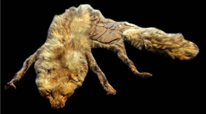 Vintage Taxidermy Stole  A. Rohu & Son Dublin