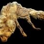 Vintage Taxidermy Stole  A. Rohu & Son Dublin Image 4