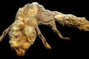 Vintage Taxidermy Stole  A. Rohu &amp; Son Dublin
