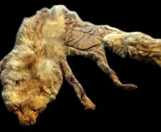 Vintage Taxidermy Stole  A. Rohu & Son Dublin