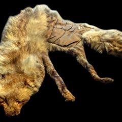 Vintage Taxidermy Stole  A. Rohu & Son Dublin