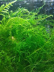 Java Moss