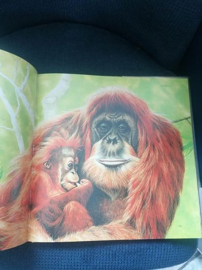 Ian Jackson's Animal Portraits Book