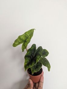 Alocasia Jacklyn Plant Plant