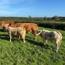 Weaning Bulls & Heifers Mohill Mart Oct 7th & 14th Image 5