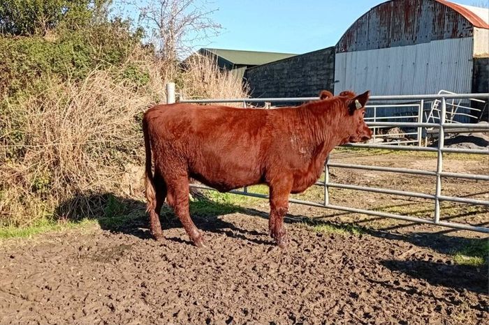 Shorthorn heifers
