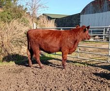 Shorthorn heifers