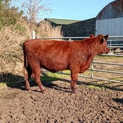 Shorthorn heifers